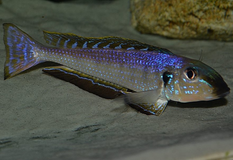 Enantiopus melanogenys 'Utinta'